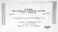 Image of Doassansiopsis occulta